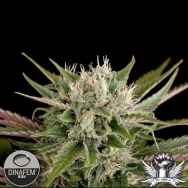 Dinafem Seeds Blue Cheese